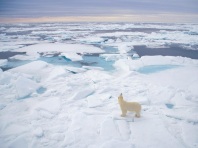 polar-bear-in-the-arctic-full-of-ice-wallpaper-polar-bear-wallpapers-1314633726